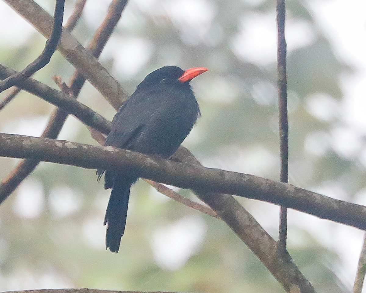 Black-fronted Nunbird - ML646429465