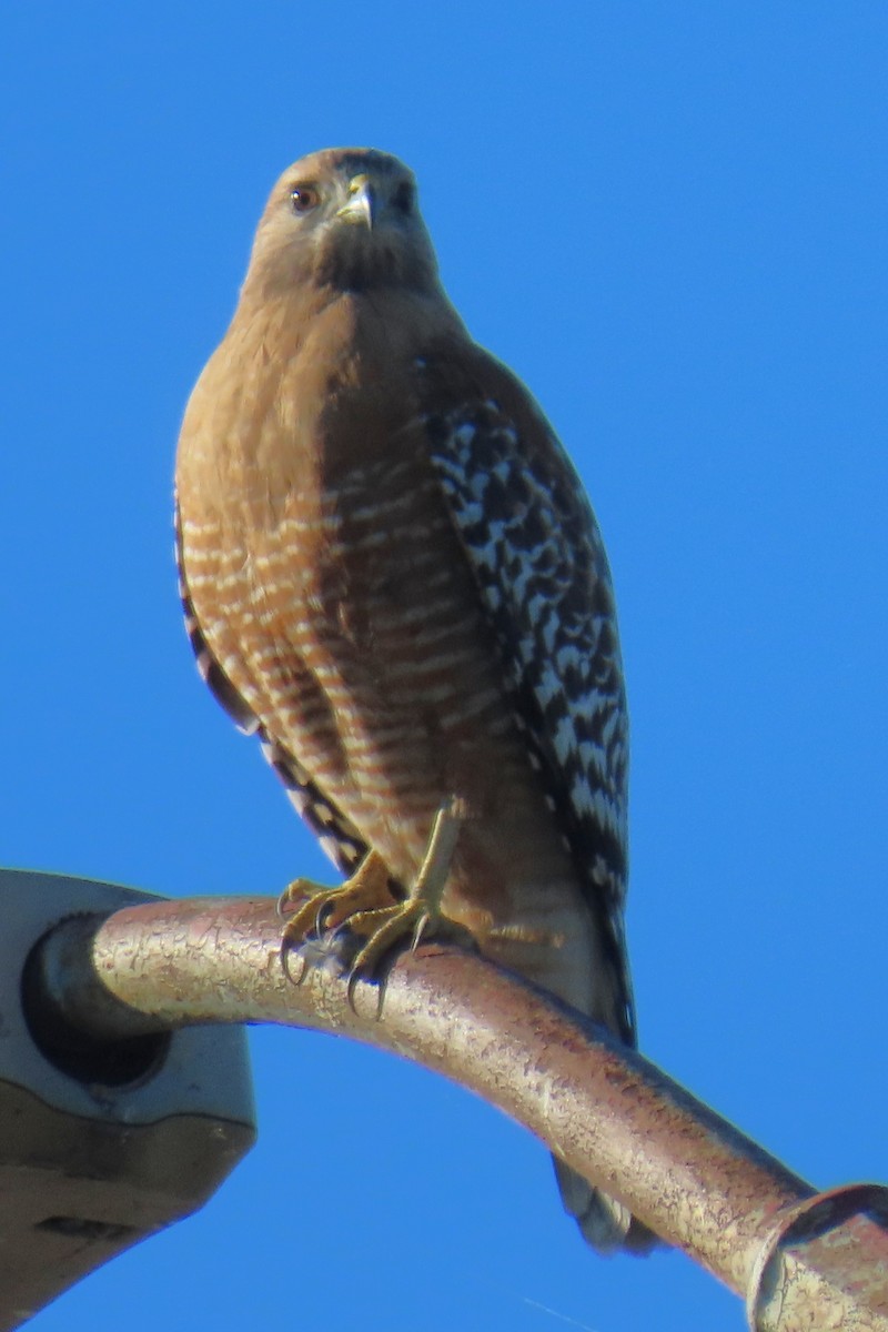 Red-shouldered Hawk - ML646429466