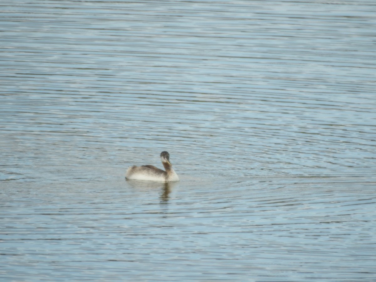 Great Grebe - ML646429467
