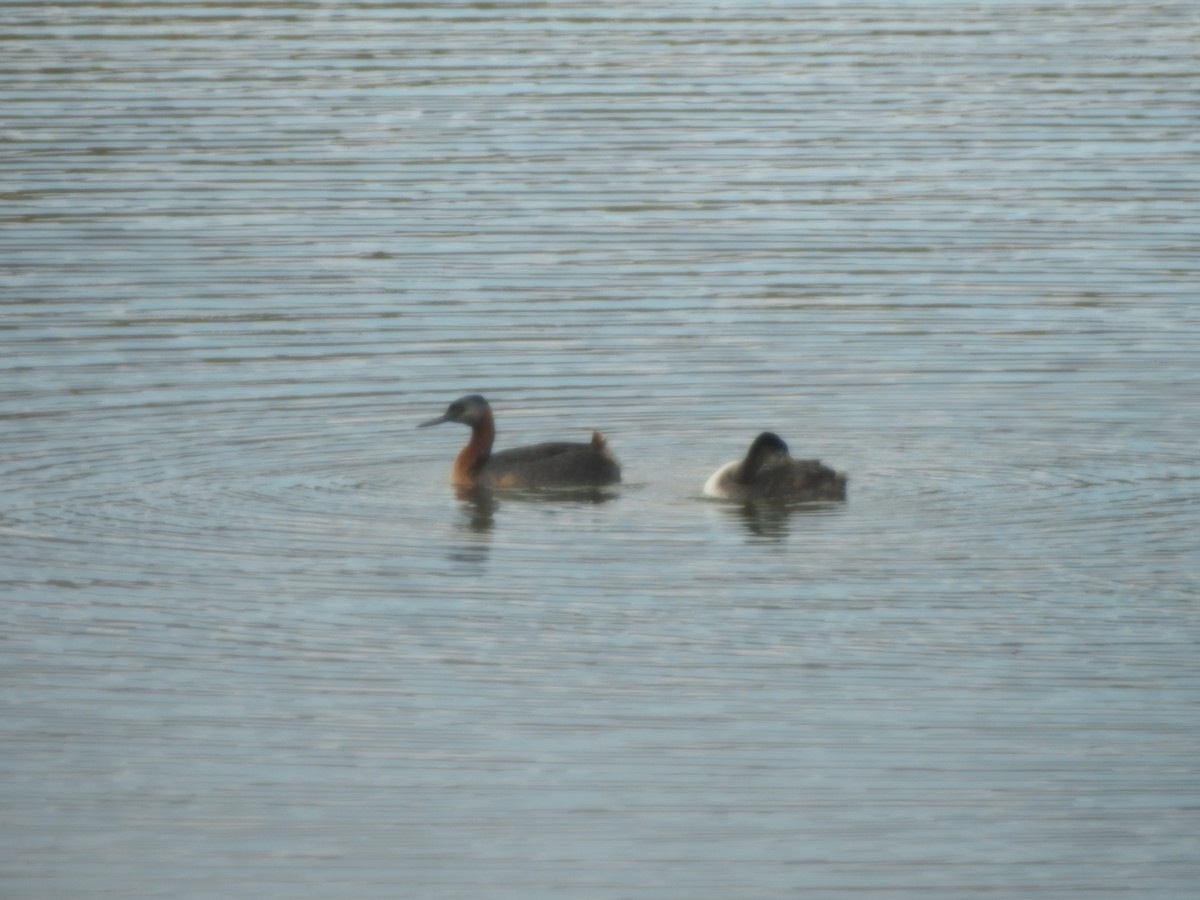 Great Grebe - ML646429468