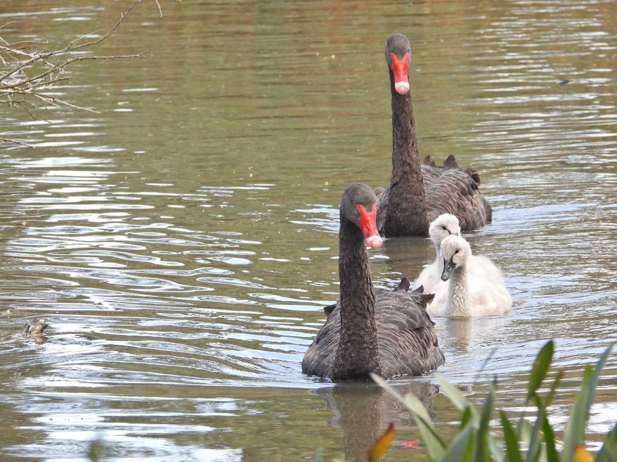 Black Swan - ML646429469