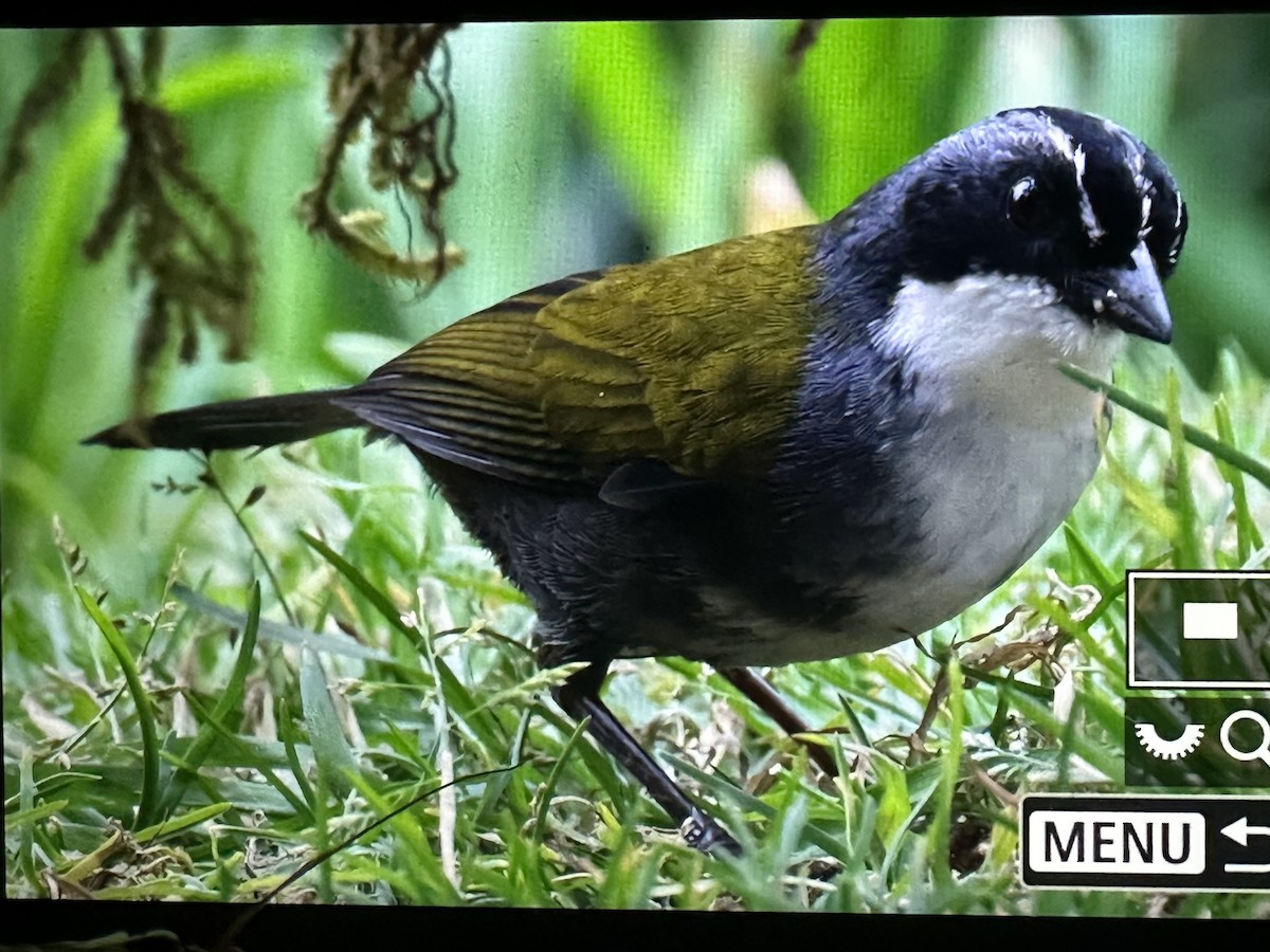 Gray-browed Brushfinch - ML646429471