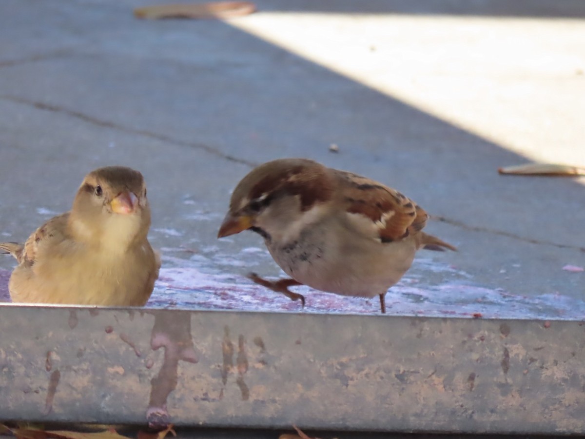 House Sparrow - ML646429472