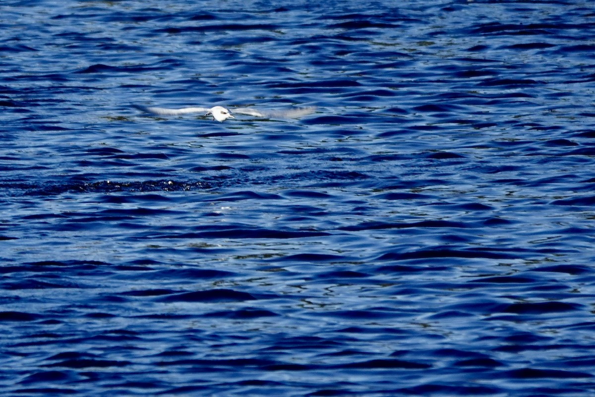 Maskeli Sumru - ML646429476