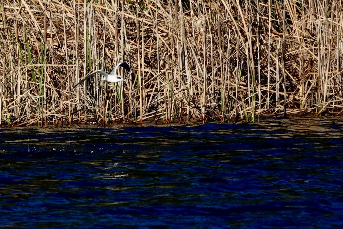 Maskeli Sumru - ML646429478