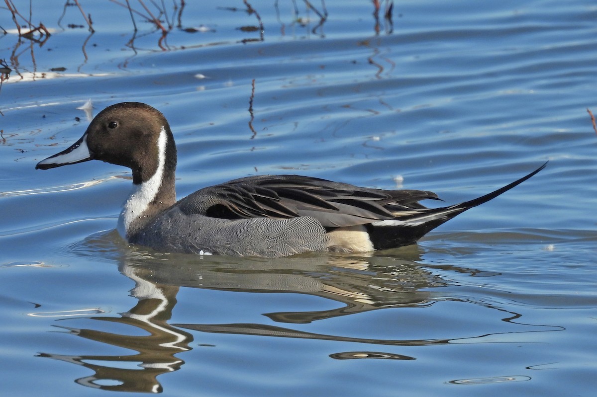 Northern Pintail - ML646429479