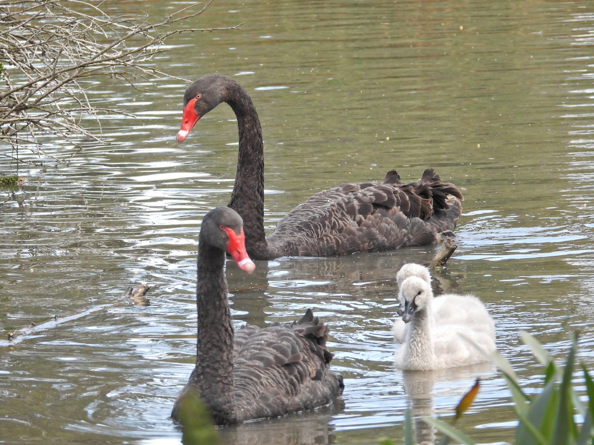 Black Swan - ML646429480