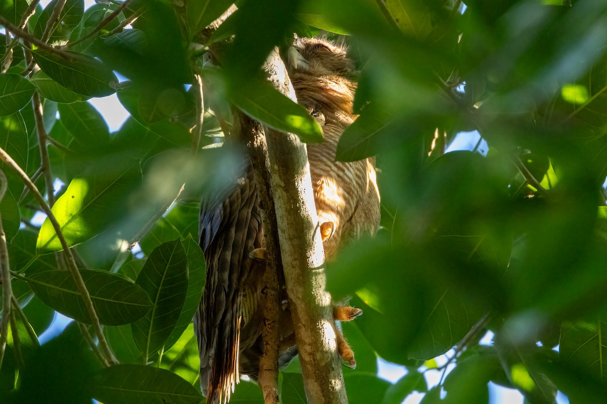 Rufous Owl - ML646429481