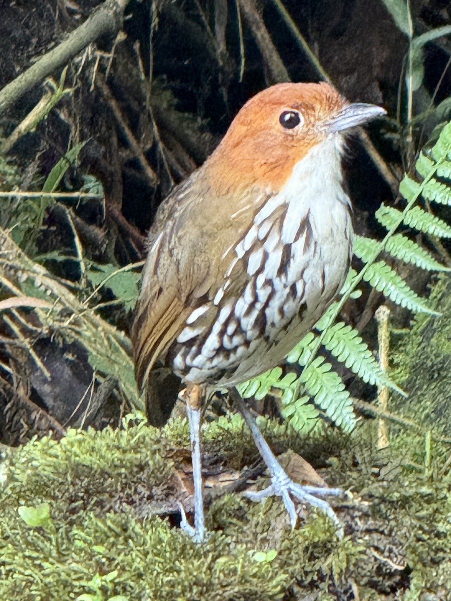 クリガシラジアリドリ - ML646429483