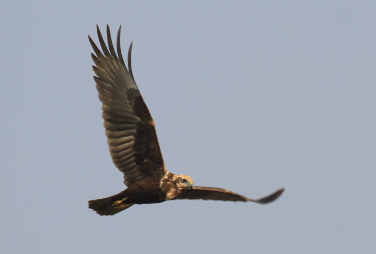 西方澤鵟 - ML646429484