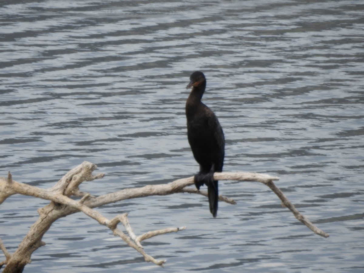 Neotropic Cormorant - ML646429486