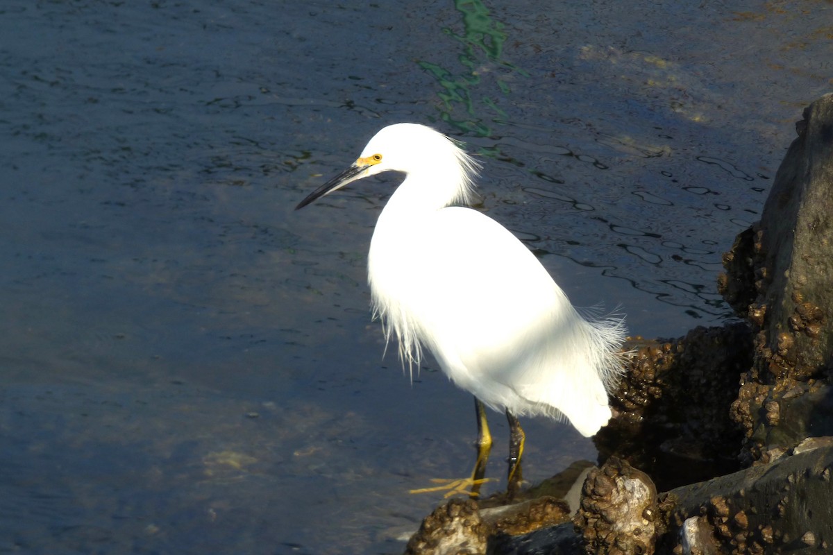 Snowy Egret - ML646429487