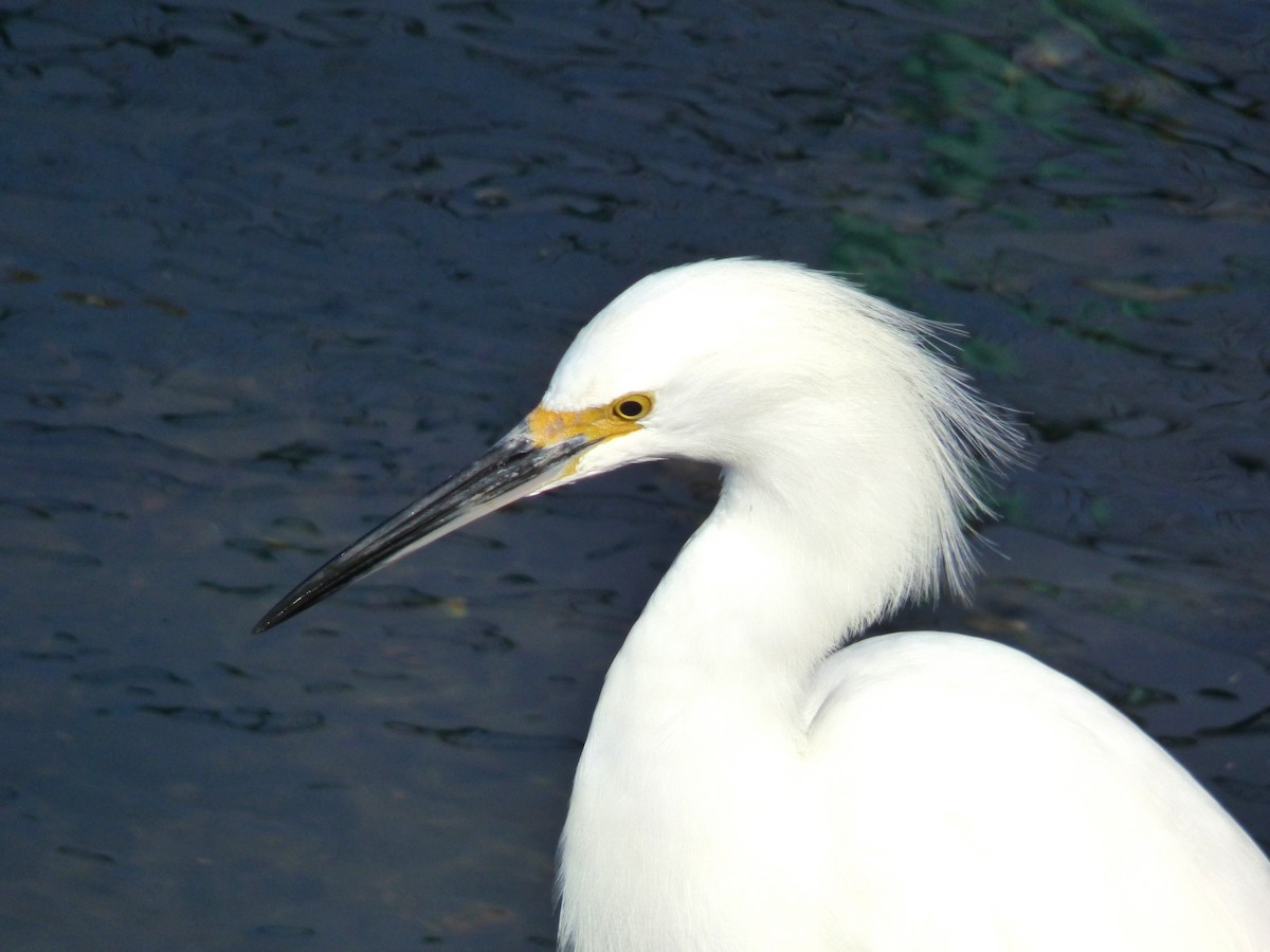 Snowy Egret - ML646429488
