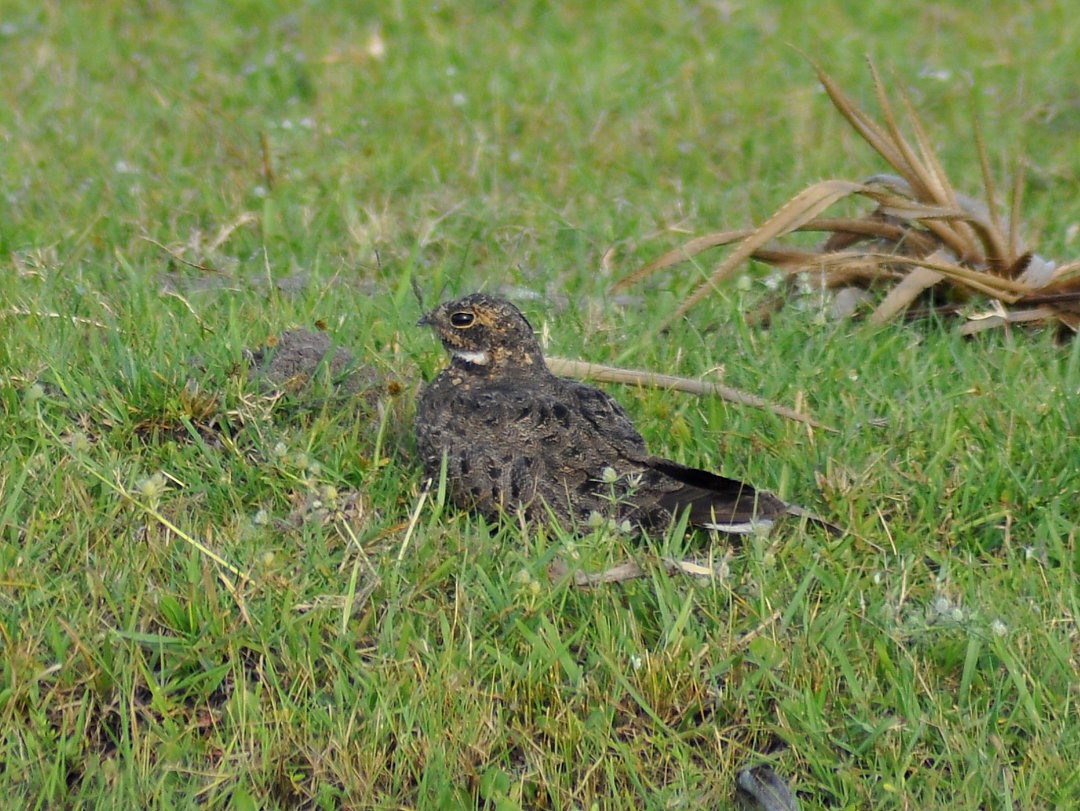 Nacunda Nighthawk - ML646429491