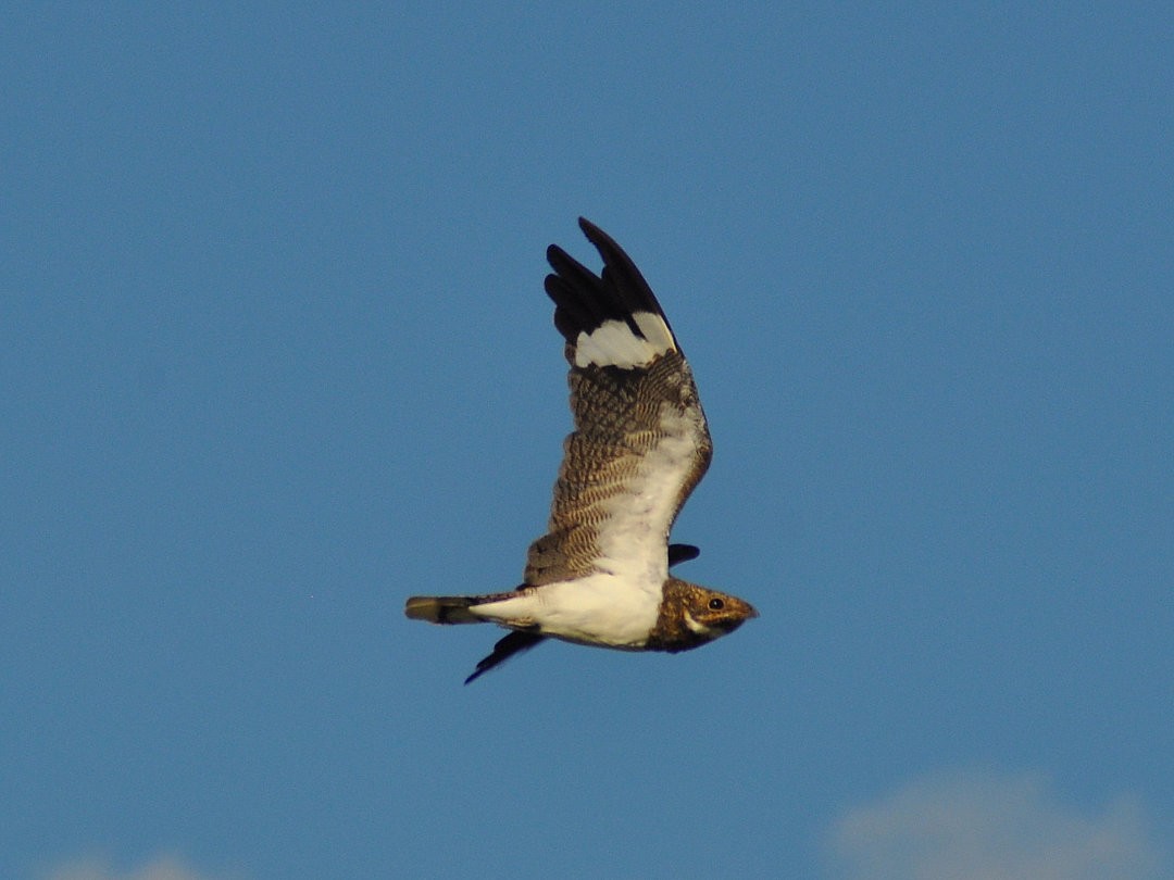 Nacunda Nighthawk - ML646429492