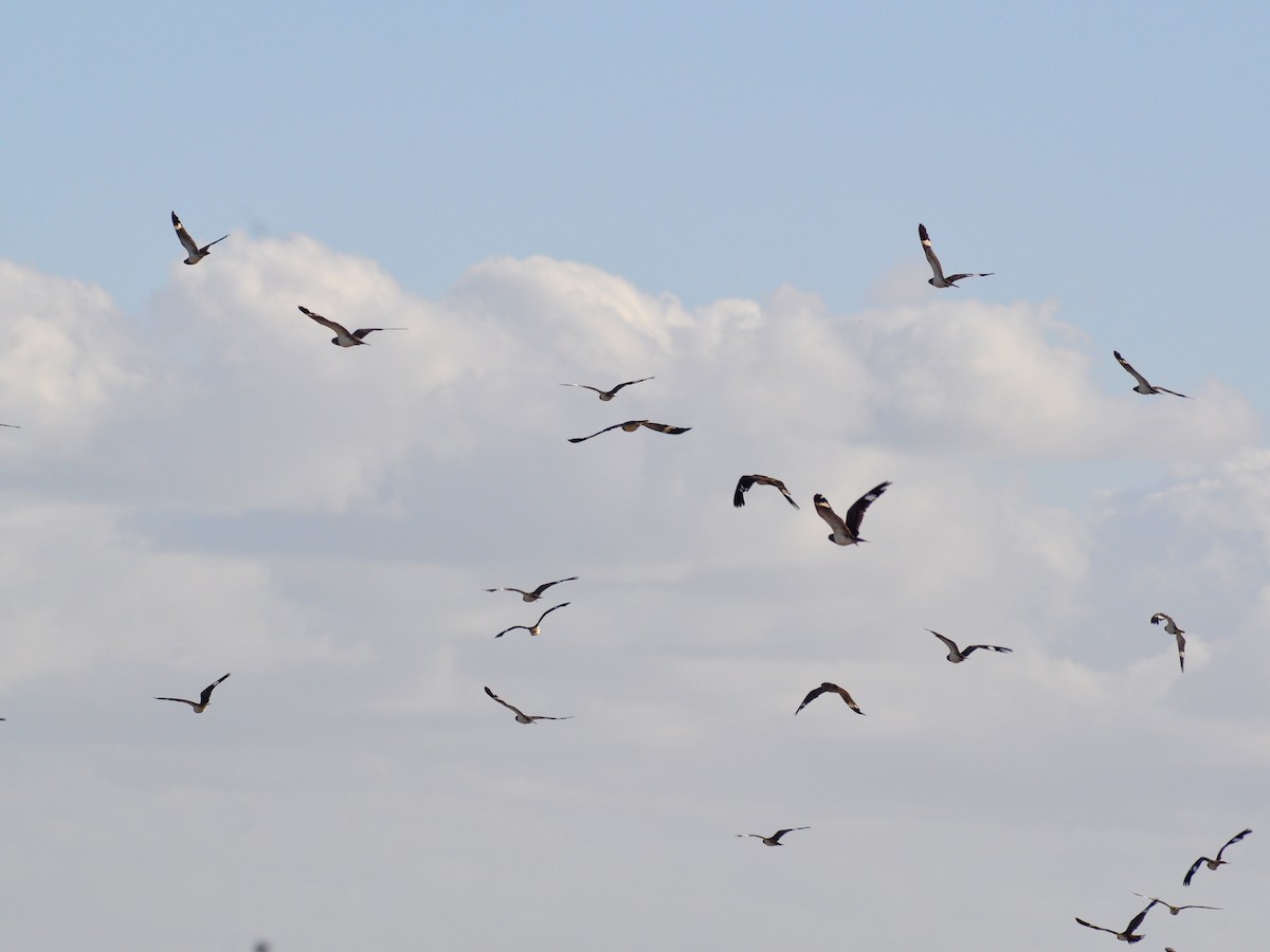 Nacunda Nighthawk - ML646429493