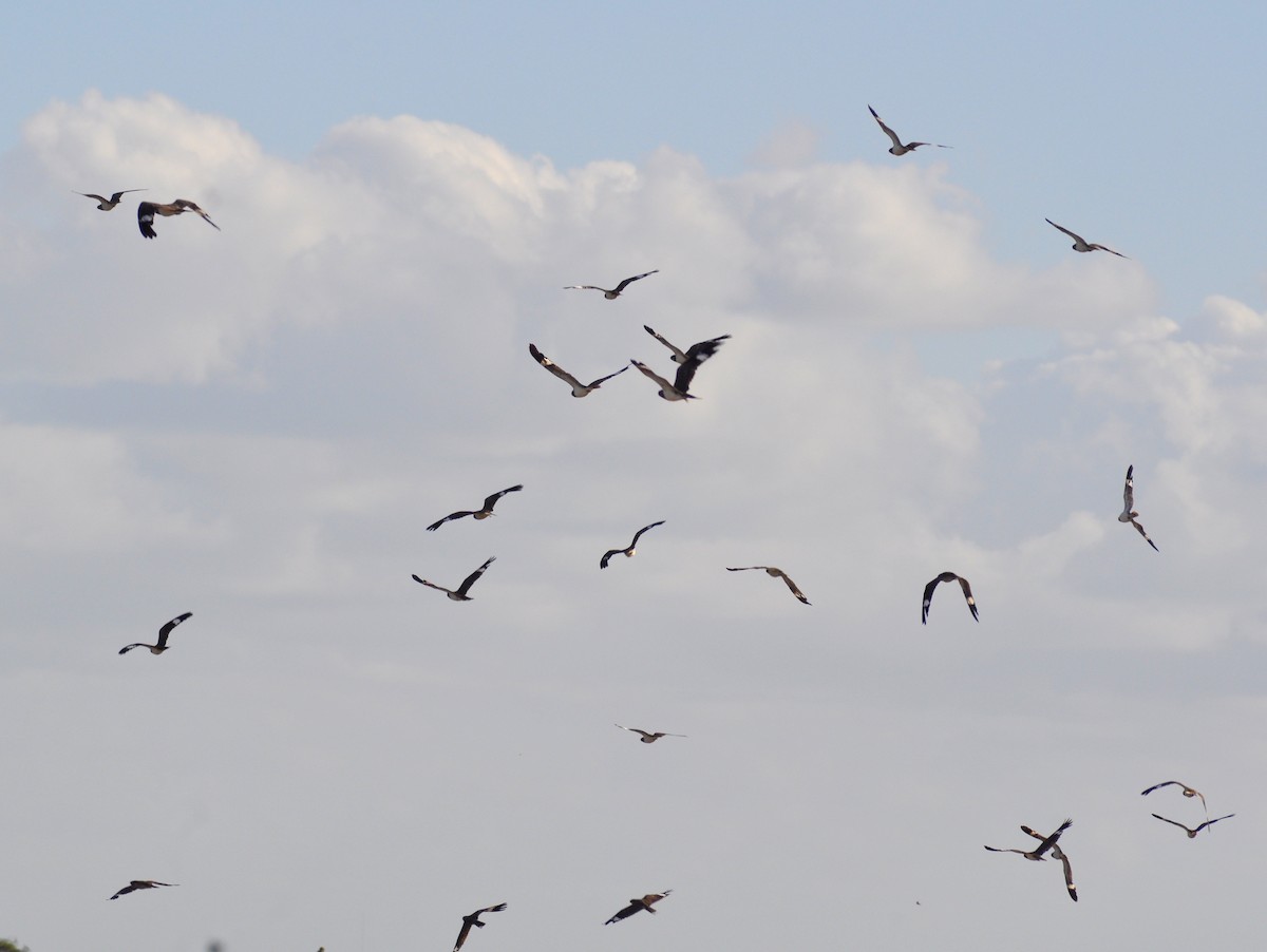 Nacunda Nighthawk - ML646429494