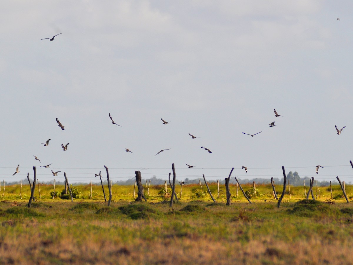 Nacunda Nighthawk - ML646429495