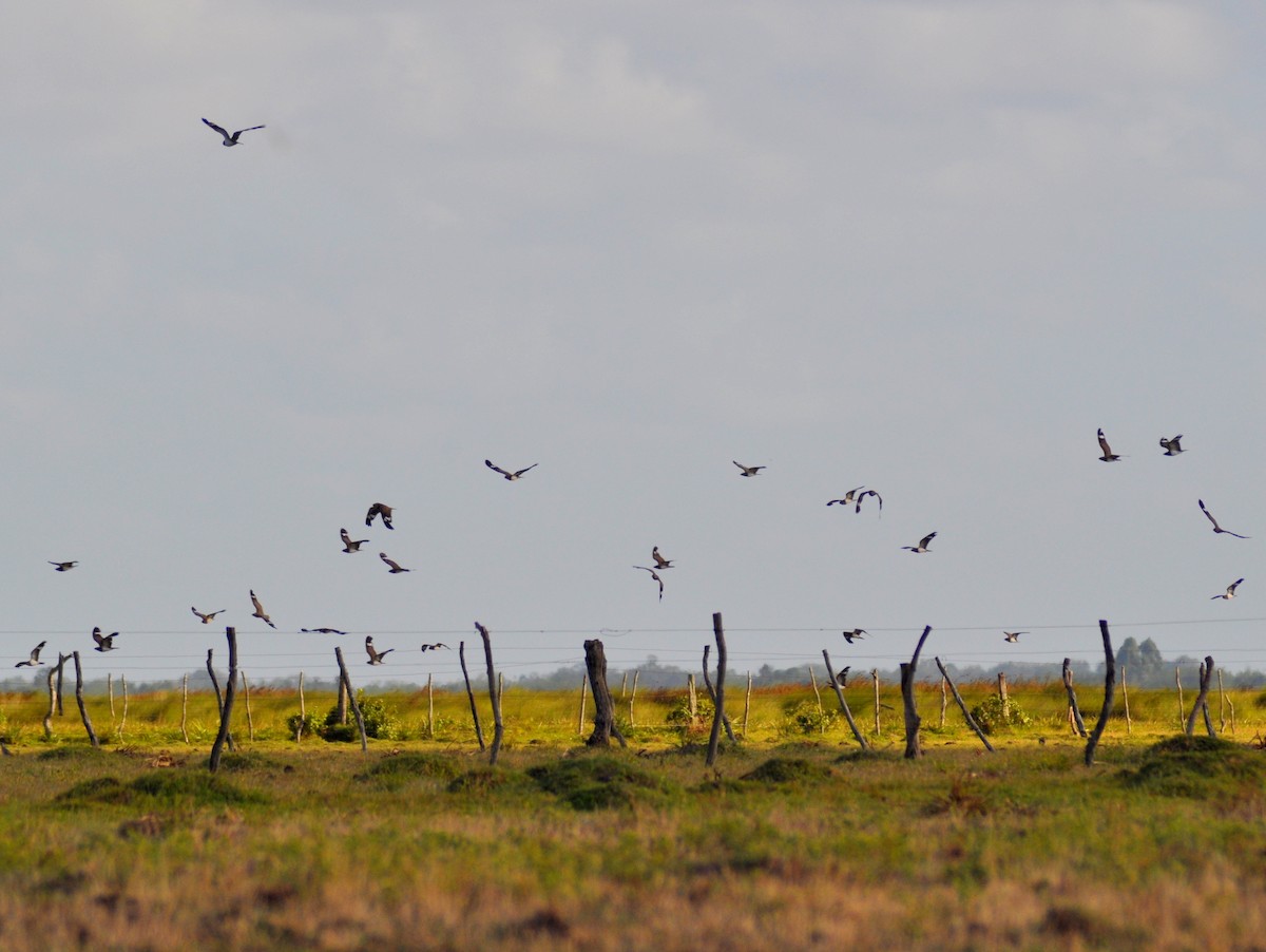 Nacunda Nighthawk - ML646429496