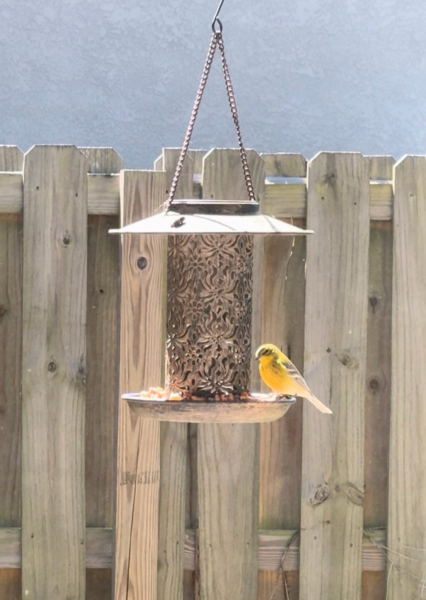 Kiefernwaldsänger - ML646429499