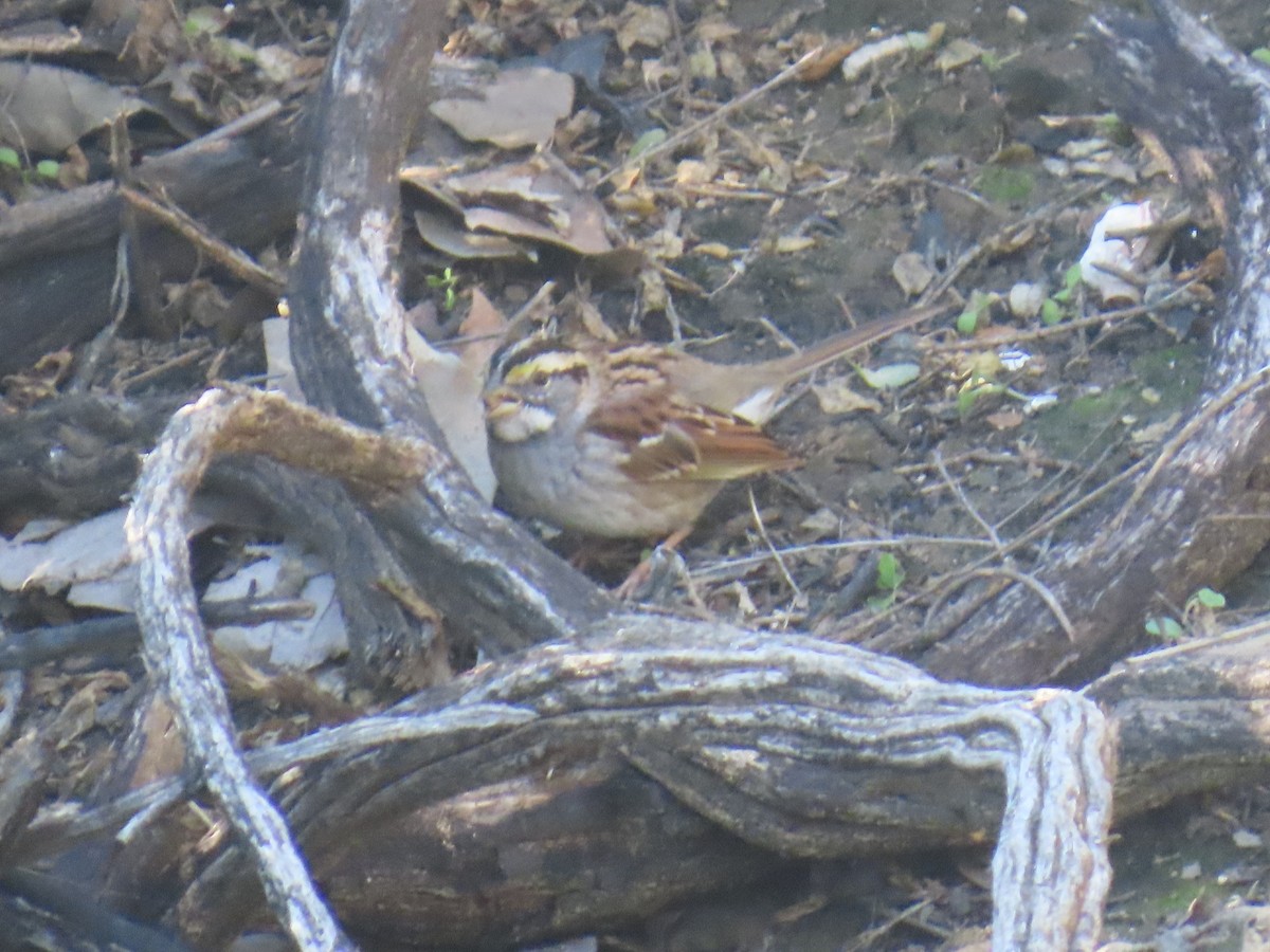 Bruant à gorge blanche - ML646429502