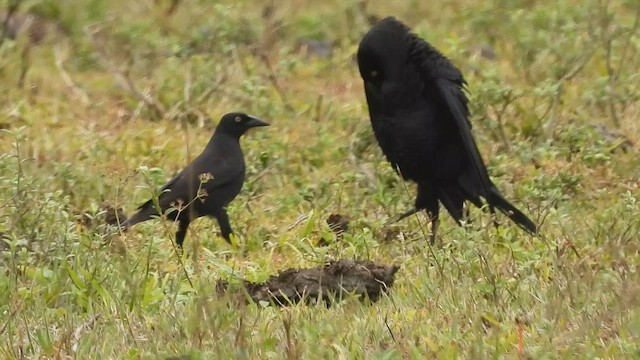 Giant Cowbird - ML646429503