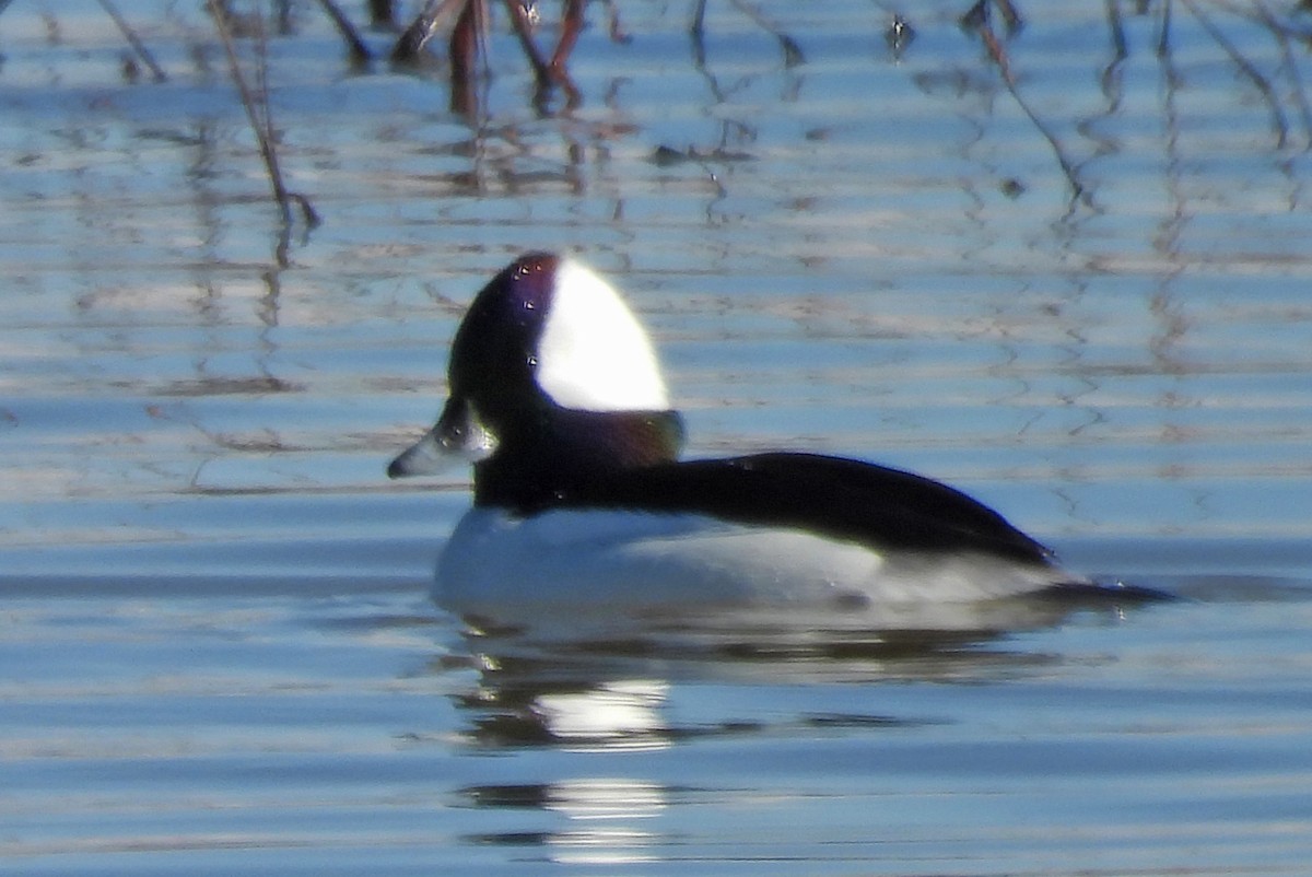 Ak Yanaklı Ördek - ML646429504