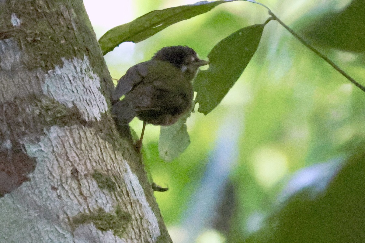 カオジロキアシヒタキ - ML646429505