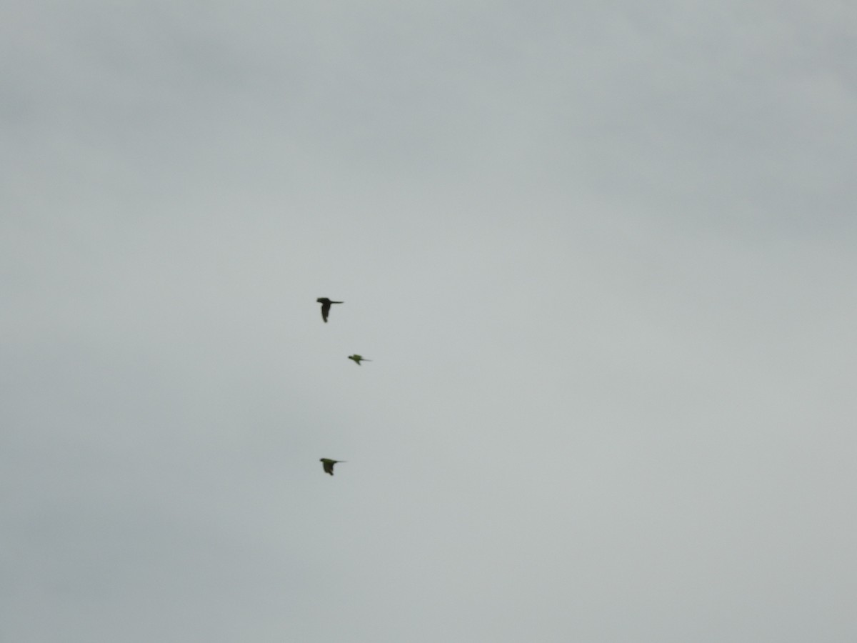 Blue-crowned Parakeet - ML646429506