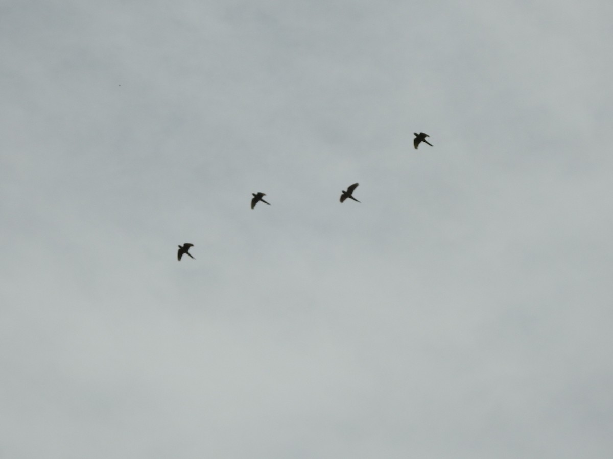 Blue-crowned Parakeet - ML646429507