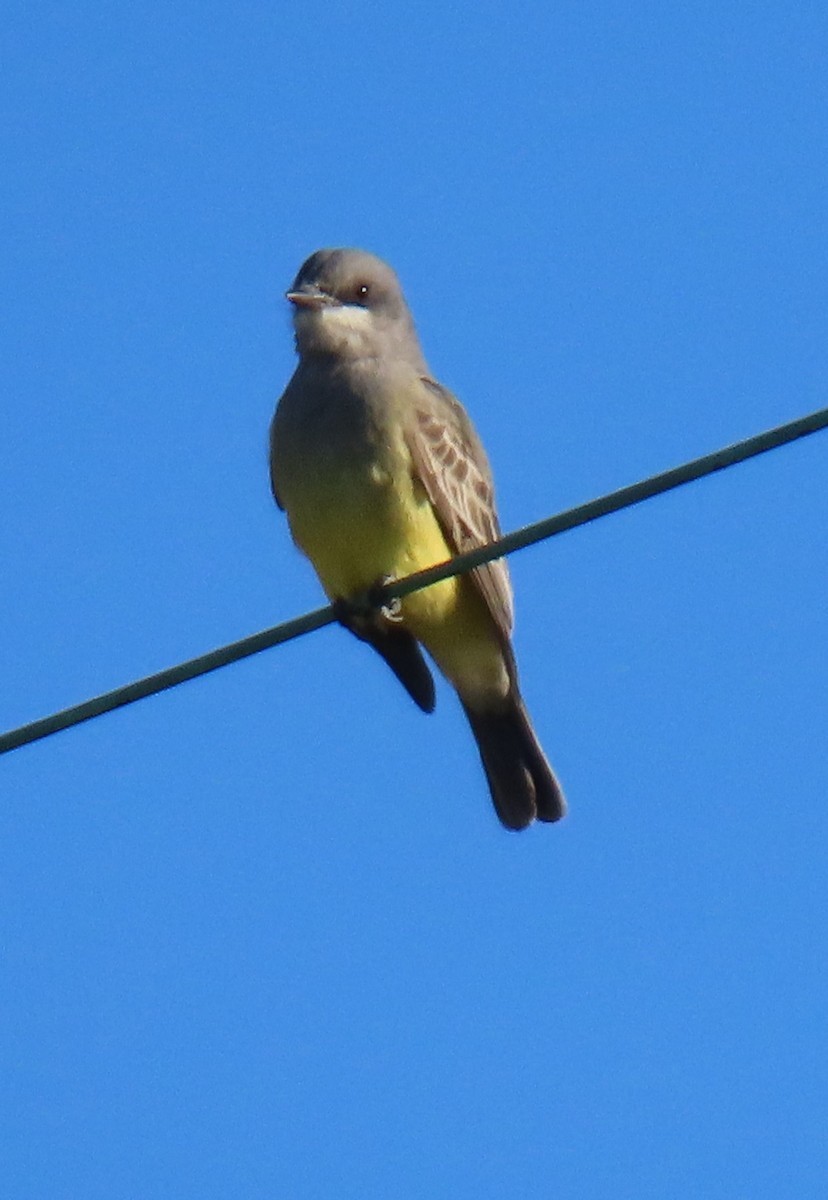 Cassin's Kingbird - ML646429508