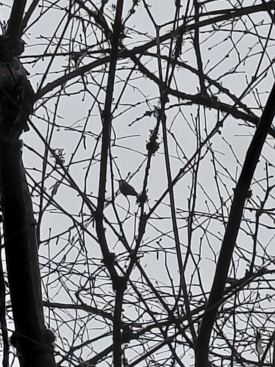 Anna's Hummingbird - ML646429511