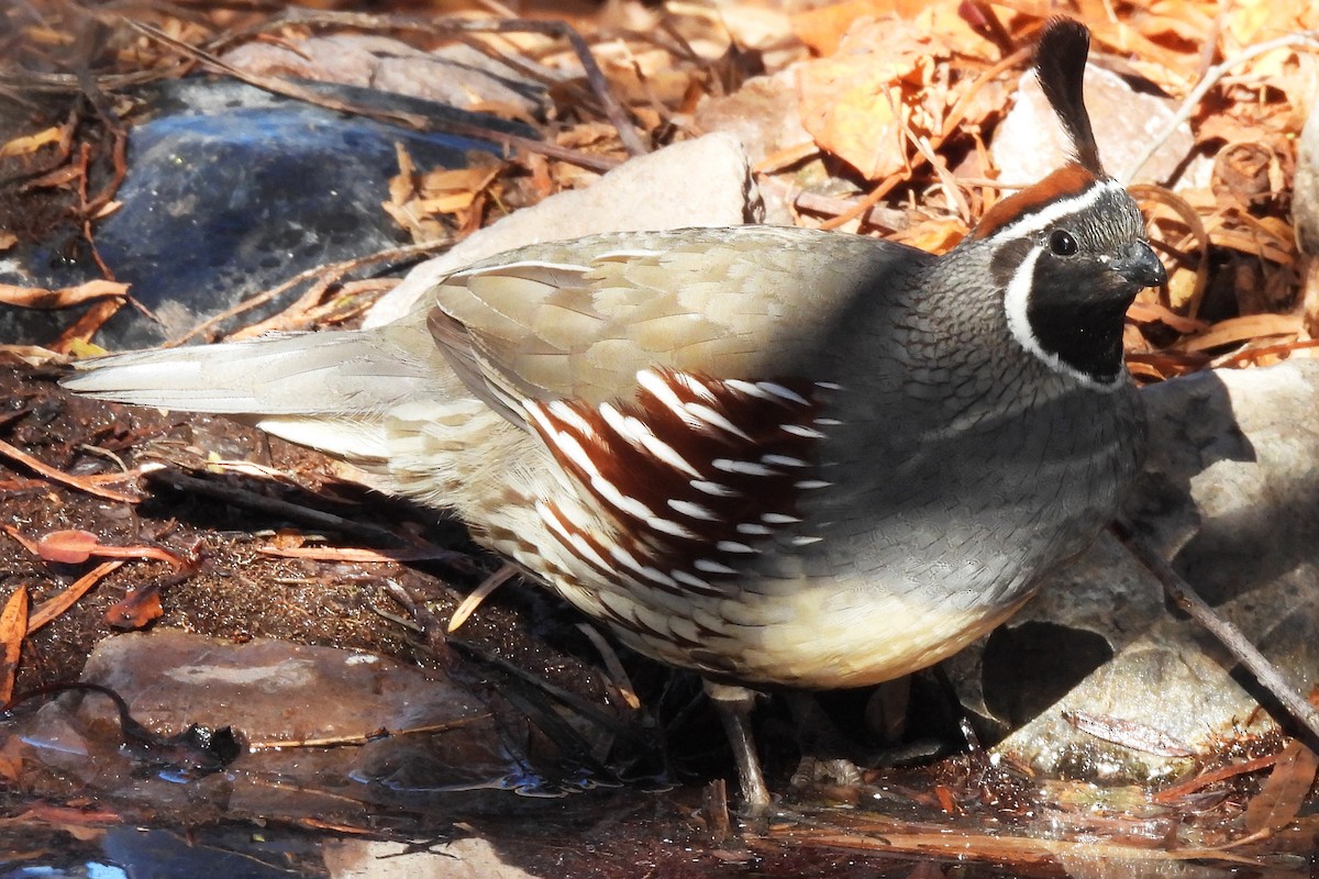 Gambel Kolini - ML646429512