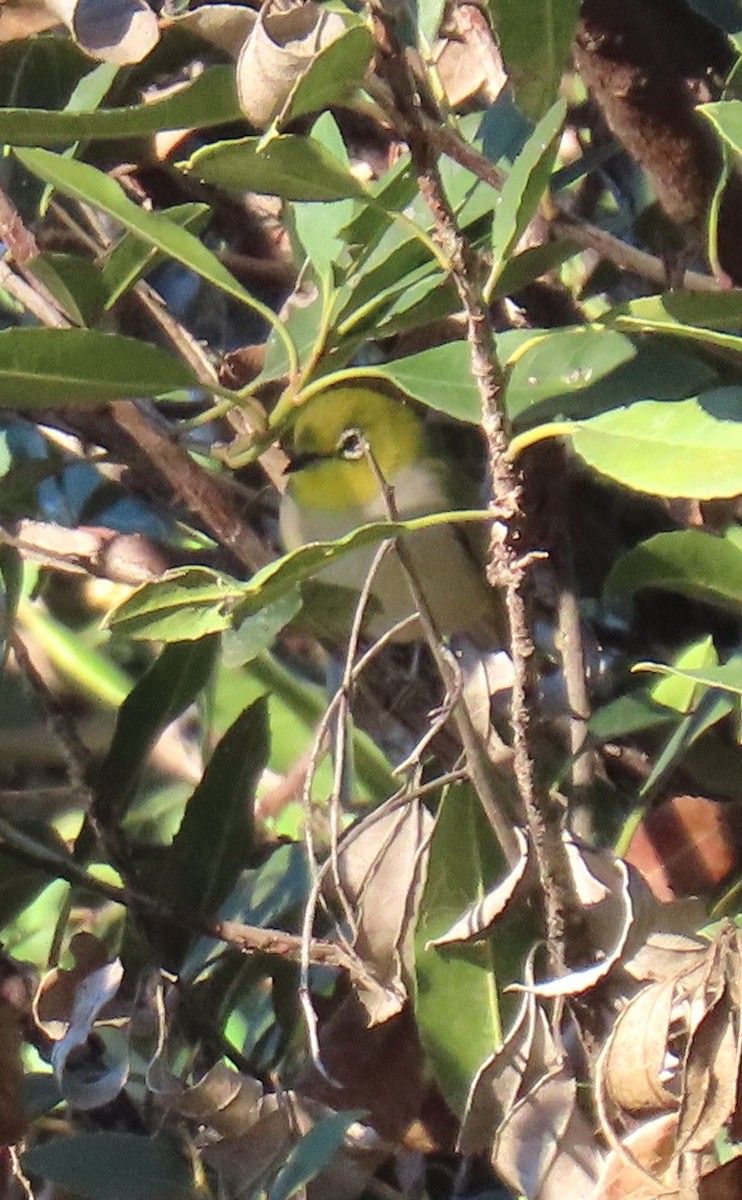 Swinhoe's White-eye - ML646429515