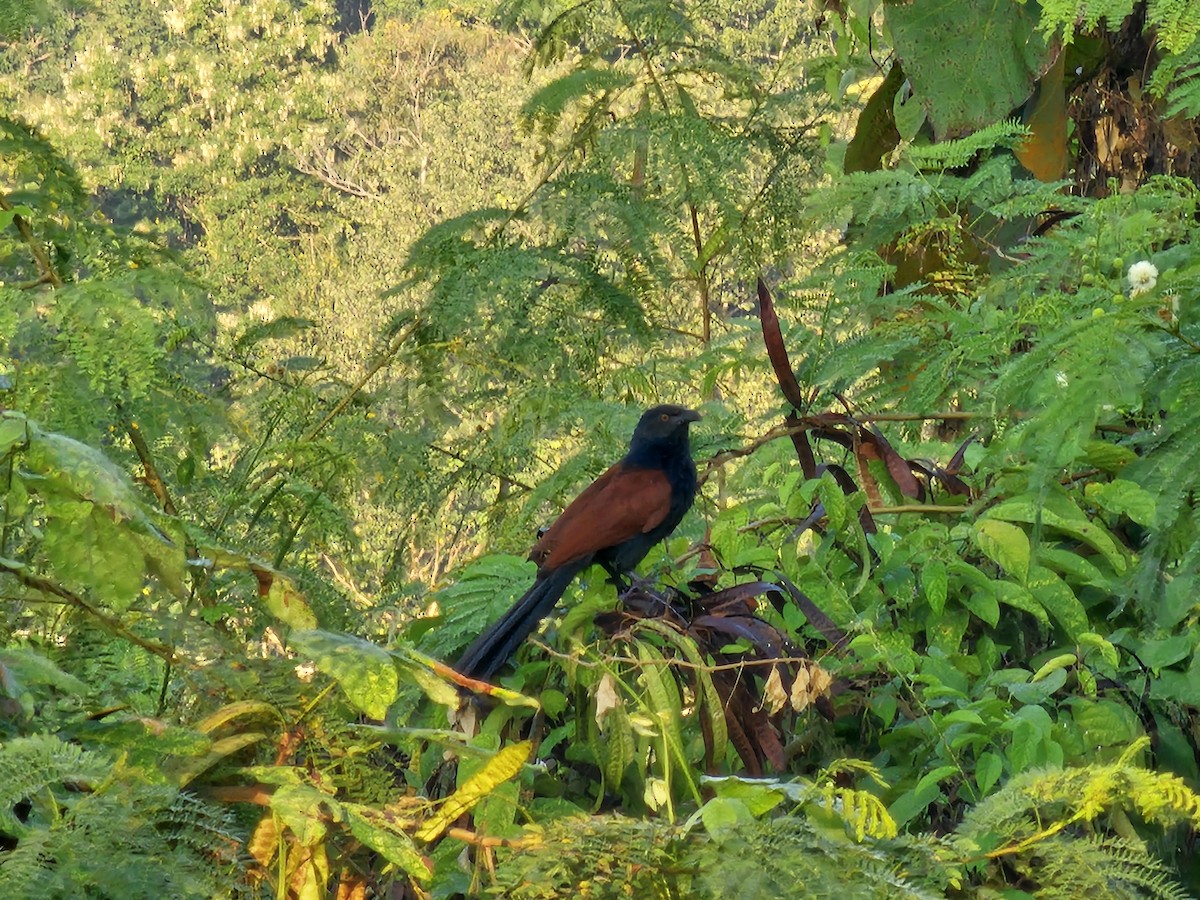 Greater Coucal - ML646429516
