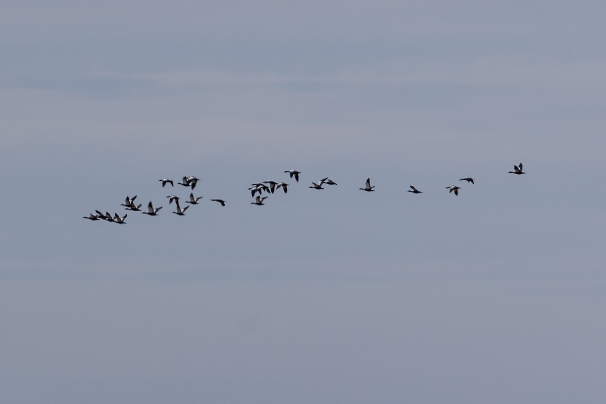 Australian Shelduck - ML646429518
