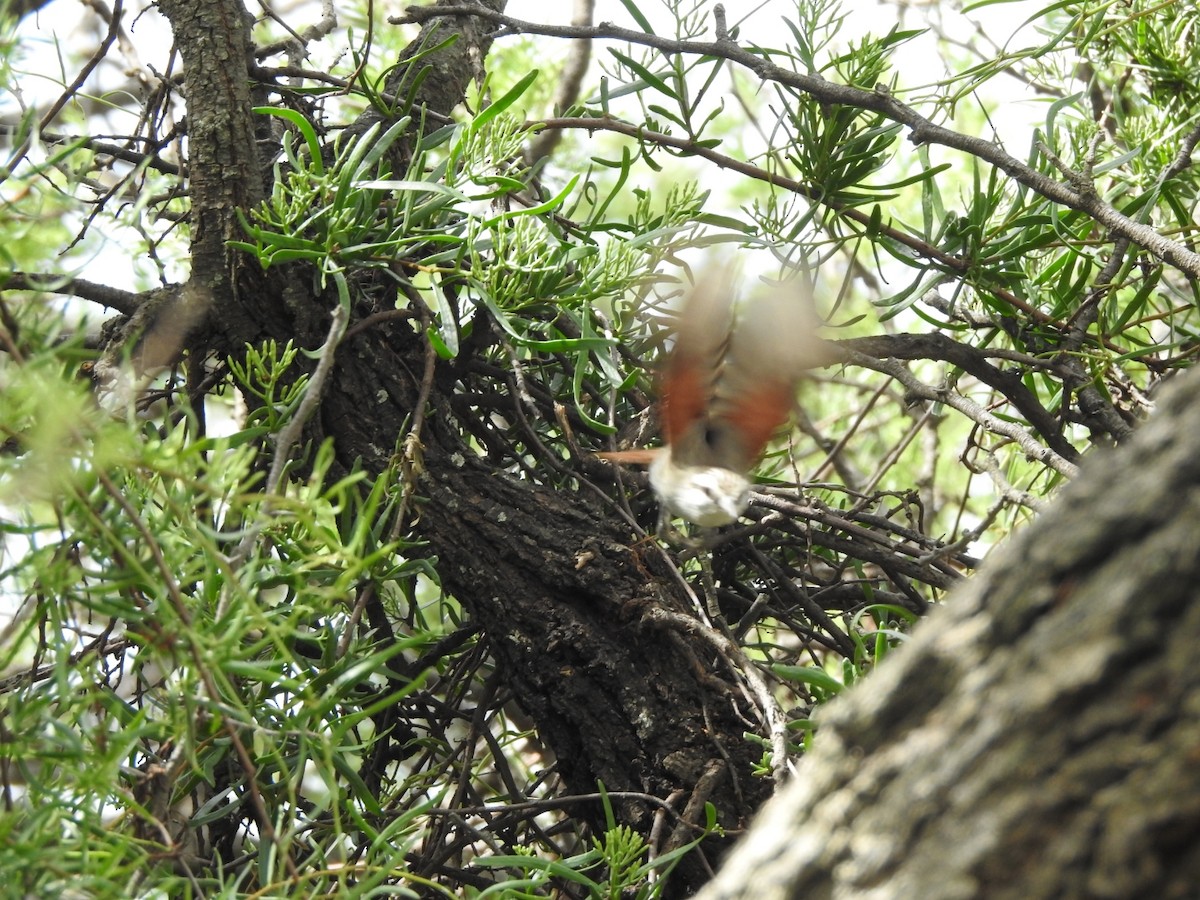 Stripe-crowned Spinetail - ML646429519