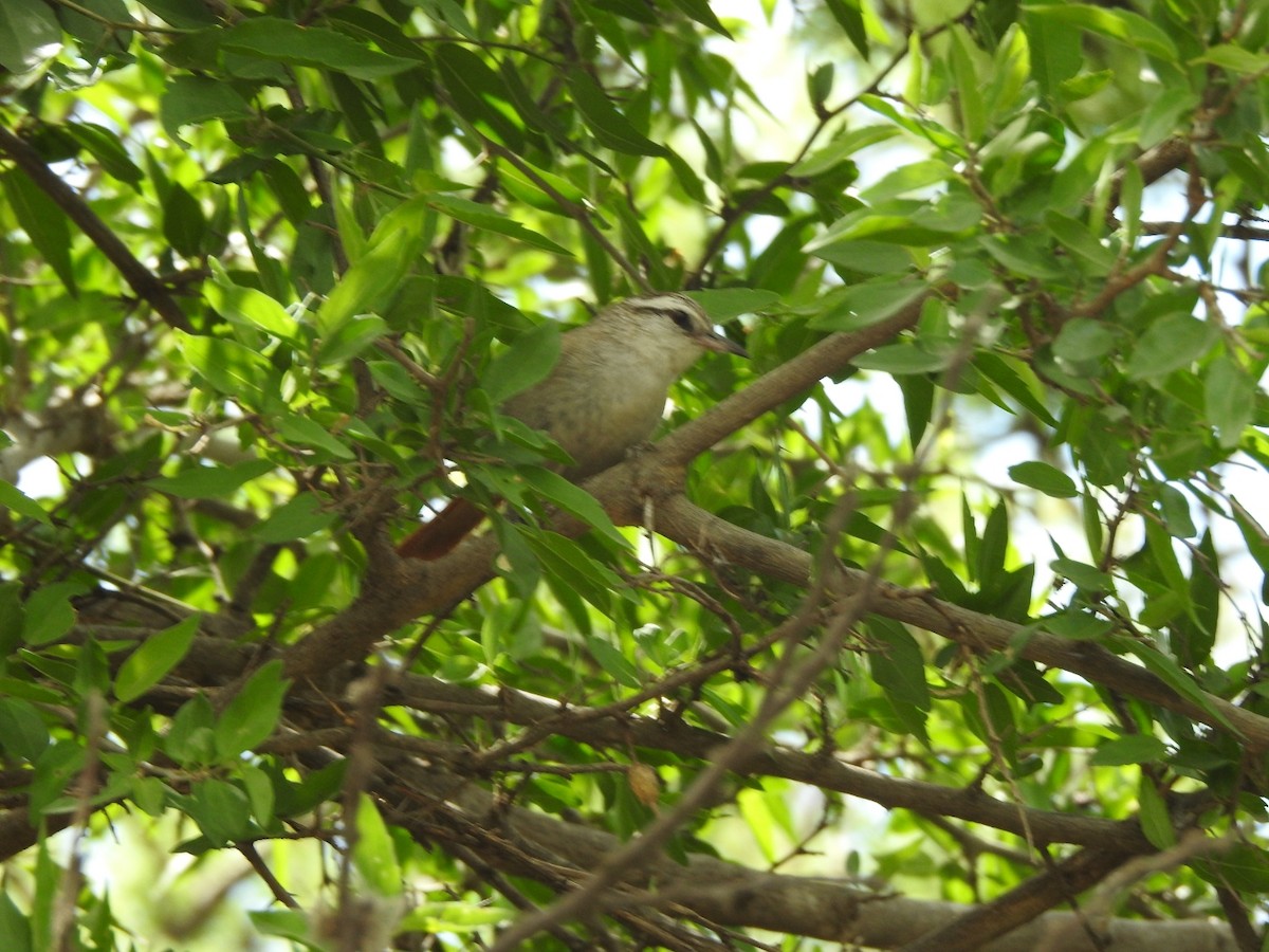 Stripe-crowned Spinetail - ML646429520
