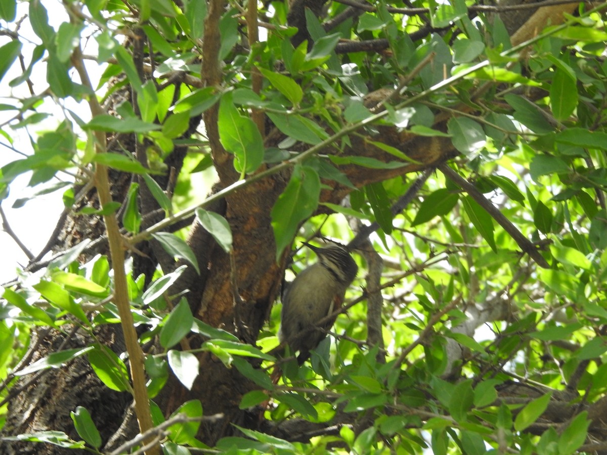 Stripe-crowned Spinetail - ML646429521