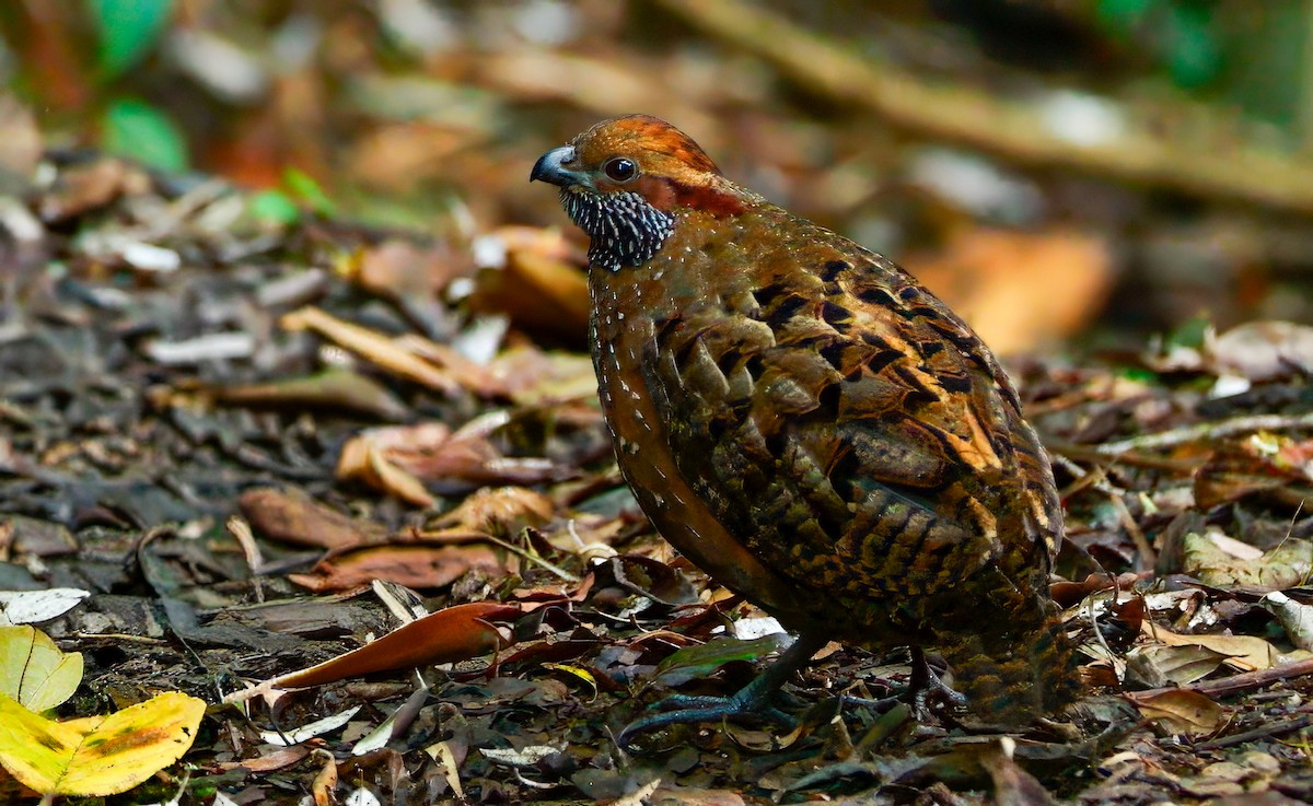 Tocro tacheté - ML646429522