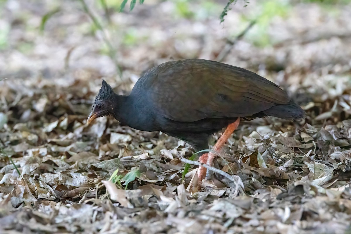 Orange-footed Megapode - ML646429523