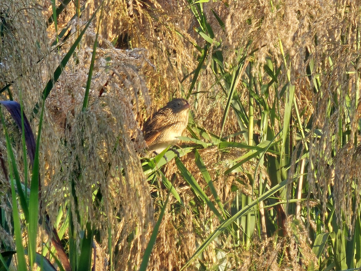 Lesser Coucal - ML646429525