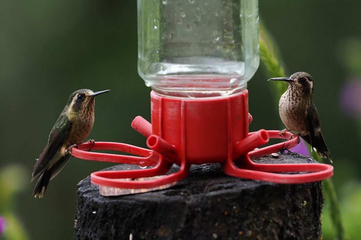 Speckled Hummingbird - ML646429530