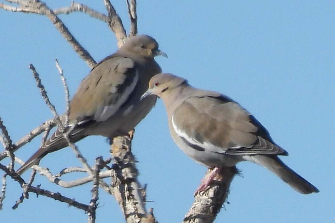 Ak Kanatlı Kumru - ML646429531