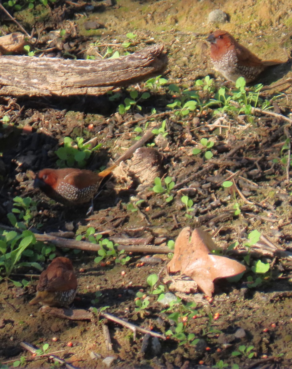 Scaly-breasted Munia - ML646429533