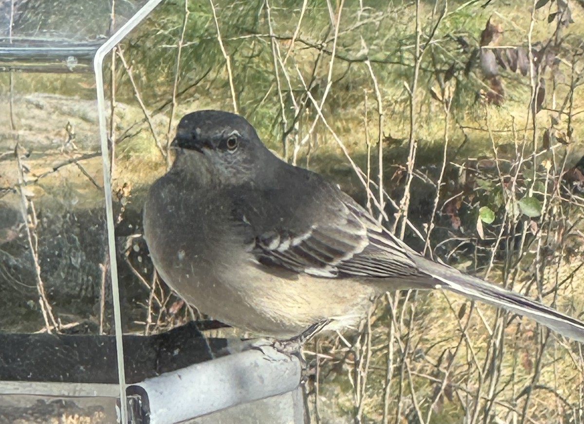 Kuzeyli Taklitçi - ML646429534