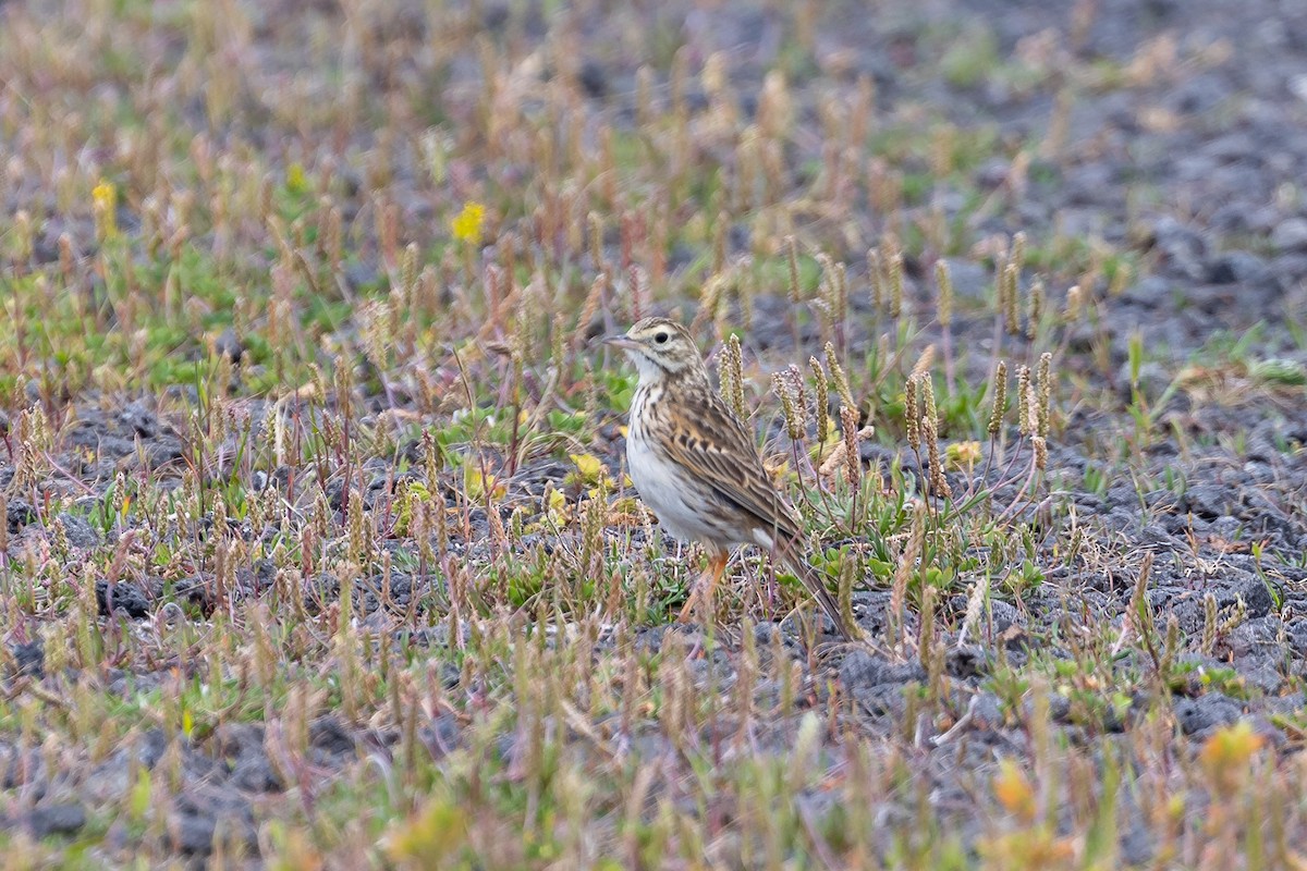 Australian Pipit - ML646429535