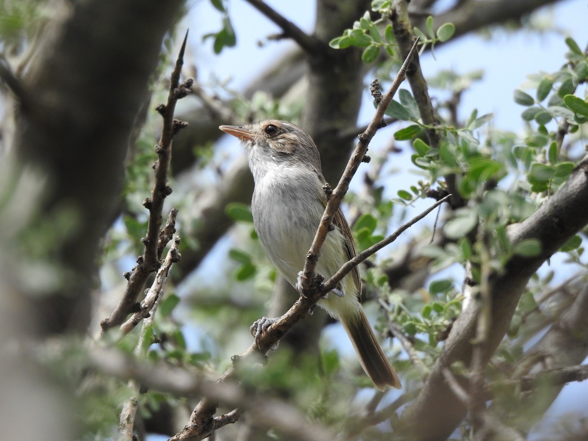 Fulvous-crowned Scrub-Tyrant - ML646429536