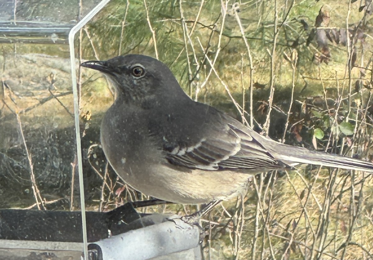 Kuzeyli Taklitçi - ML646429538