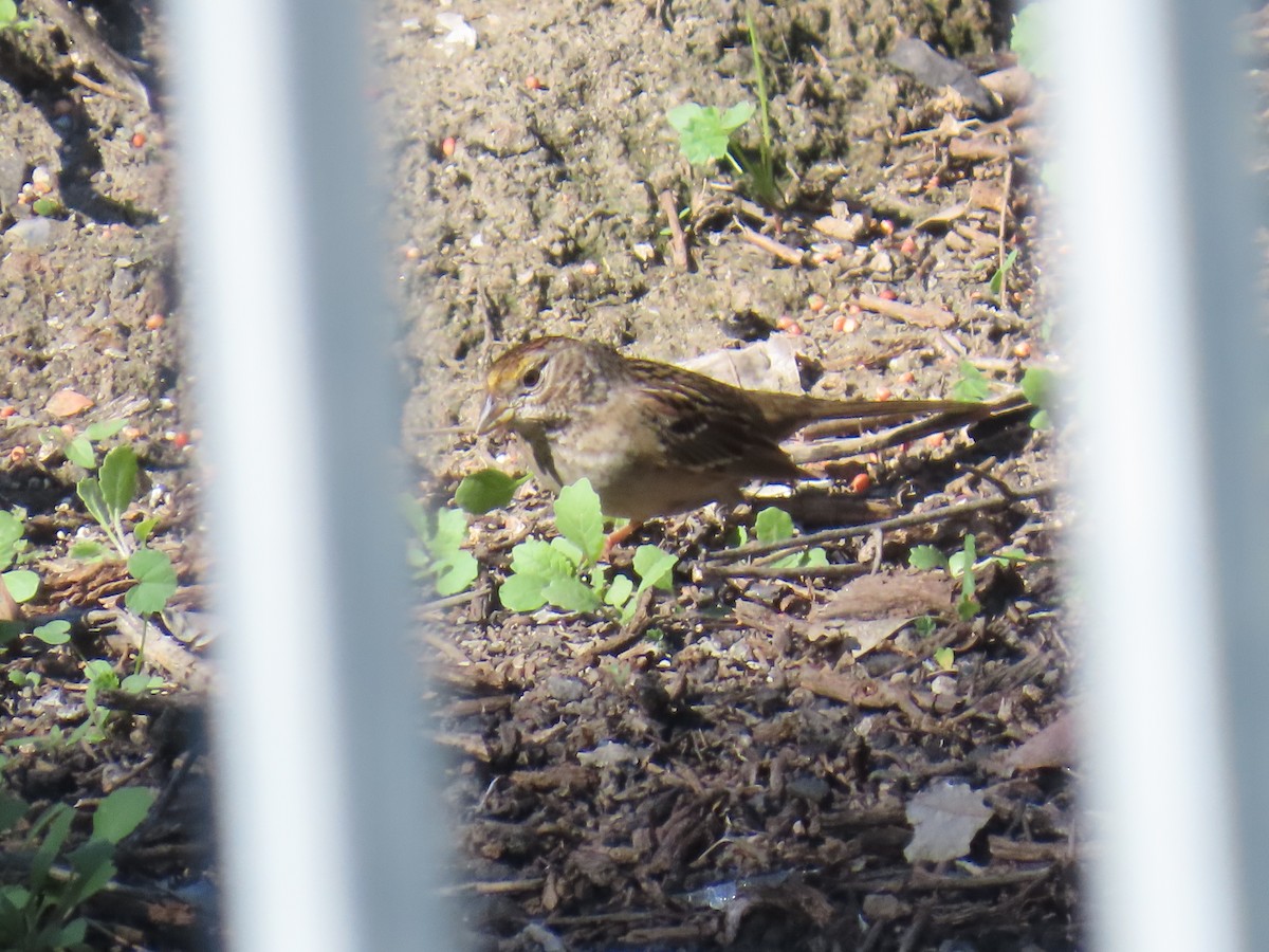 Golden-crowned Sparrow - ML646429539